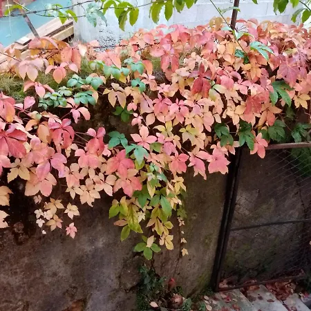 Casa Da Judiaria Velha Pensión Viseu