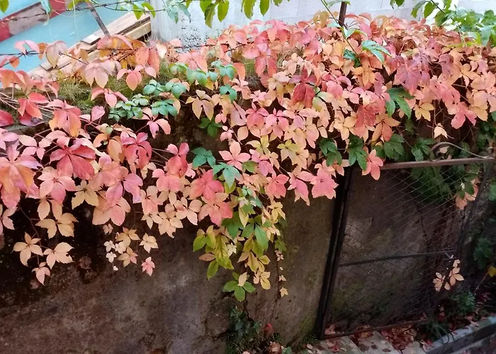 Casa Da Judiaria Velha Maison d'hôtes Viseu